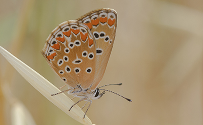 Dintorni di Prato, licenidi da identificare - Aricia agestis e Polyommatus icarus